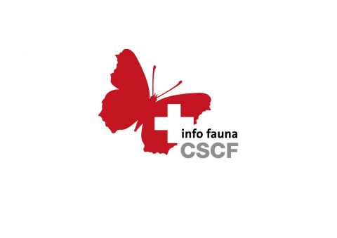 IdeenSet KaeferUndCo WebsitesLinks Fauna