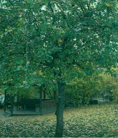 ideenset_herbstzeit-erntezeit_apfel_baumtagebuch