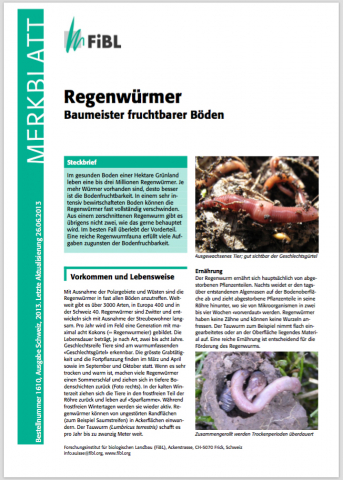 Ideenset Regenwurm Hintergrundinformation BaumeisterFruchtbarerBoeden