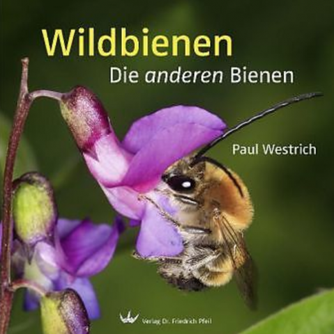 IdeenSet Dossier 4 bis 8 Tiere und Pflanzen entdecken Wildbienen die anderen Bienen