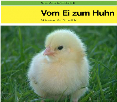 Vom Ei zum Huhn