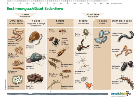 ideenset_dossier4bis8_bestimmungsschlusselbodentiere