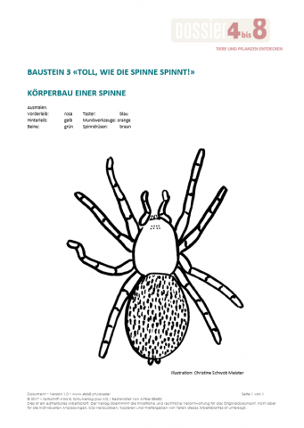 ideenset_dossier4bis8_tiereundpflanzenentdecken_korperbaueinerspinne