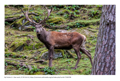 ideenset_dossierweiblick_fragtdochuns_bildertiere