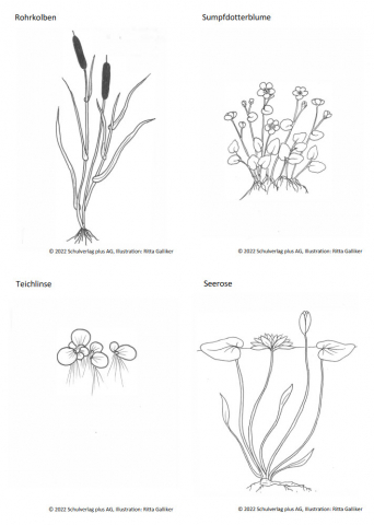 ideenset_dossierweitblick_lebenamundimwasser_pflanzenkartenweiher
