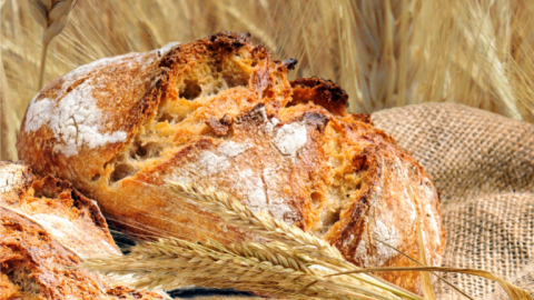 Bild Getreide Schweizer Brot