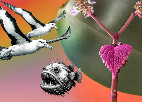 flyer_queer_mqb