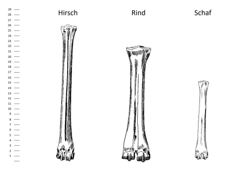 ideenset_weitblick_spurenunderinnerungen_vorlagetierknochen
