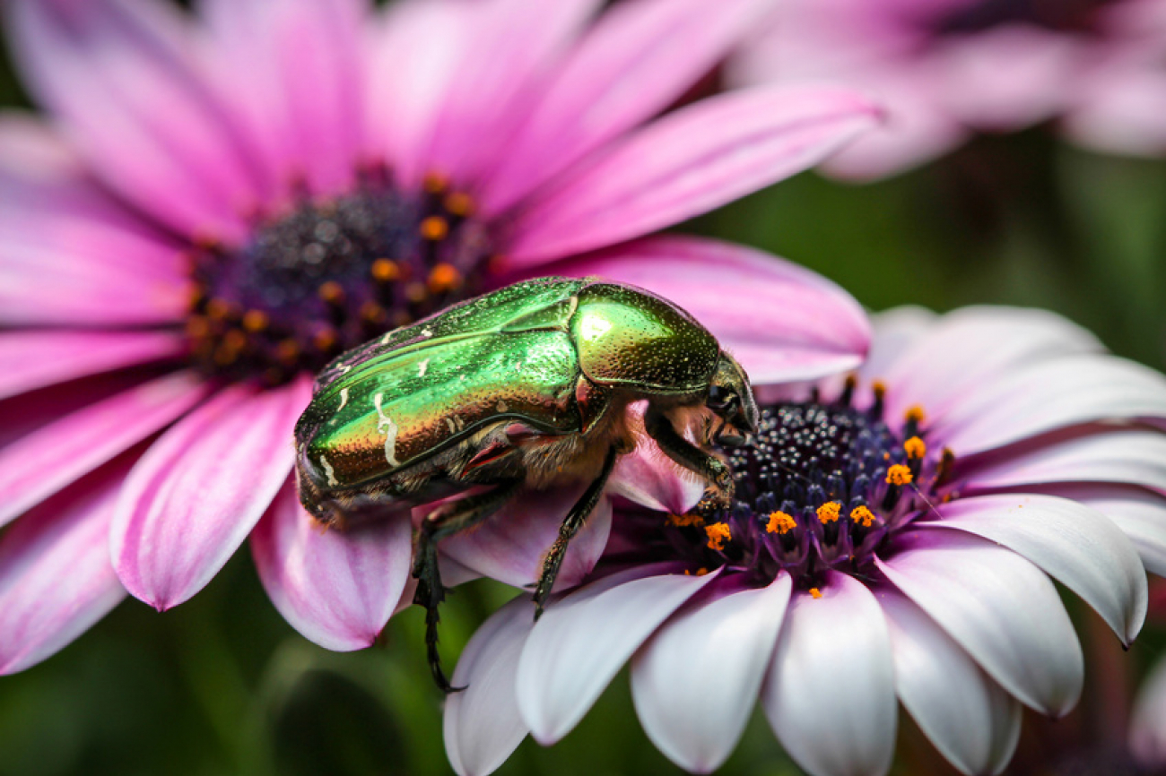 Grüner Käfer auf pinker Blume