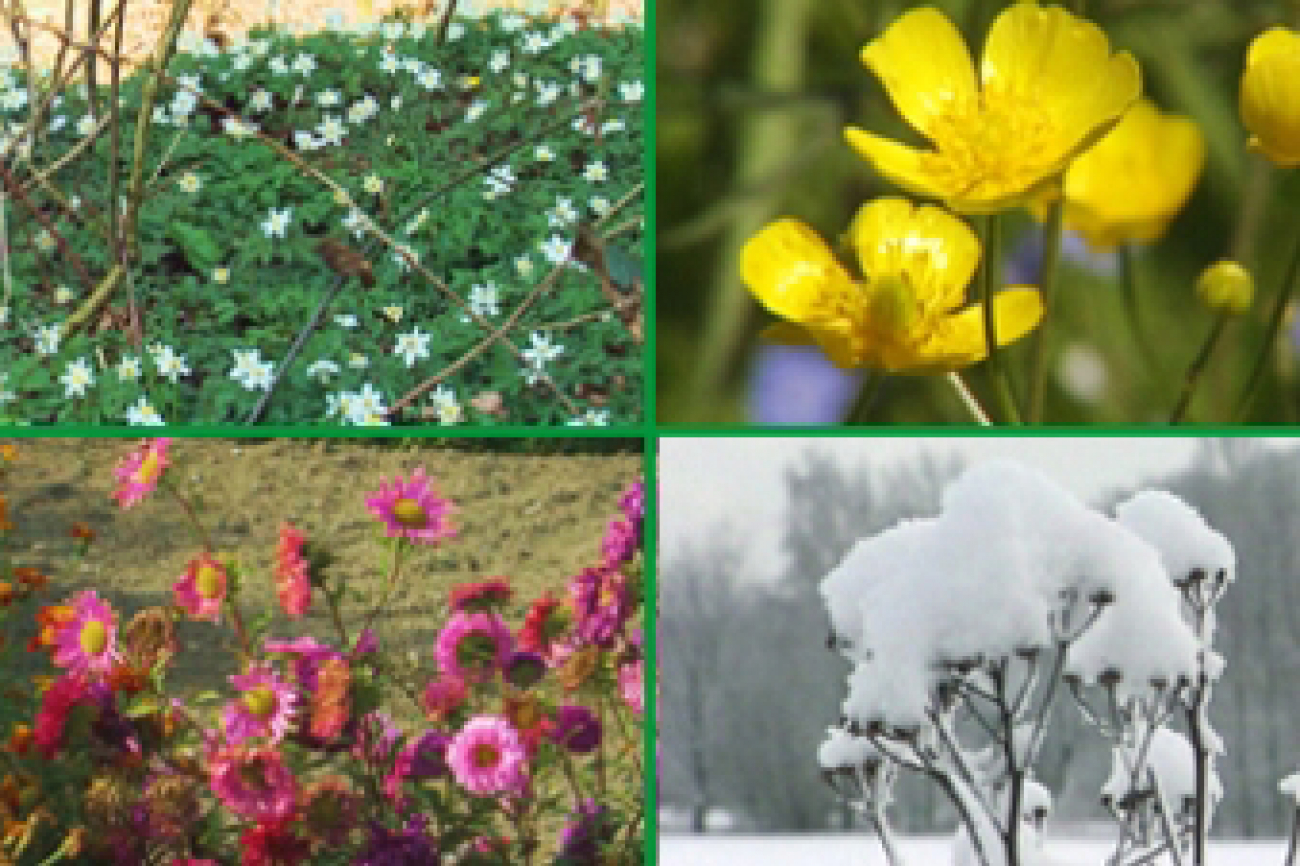 Das Blumenjahr