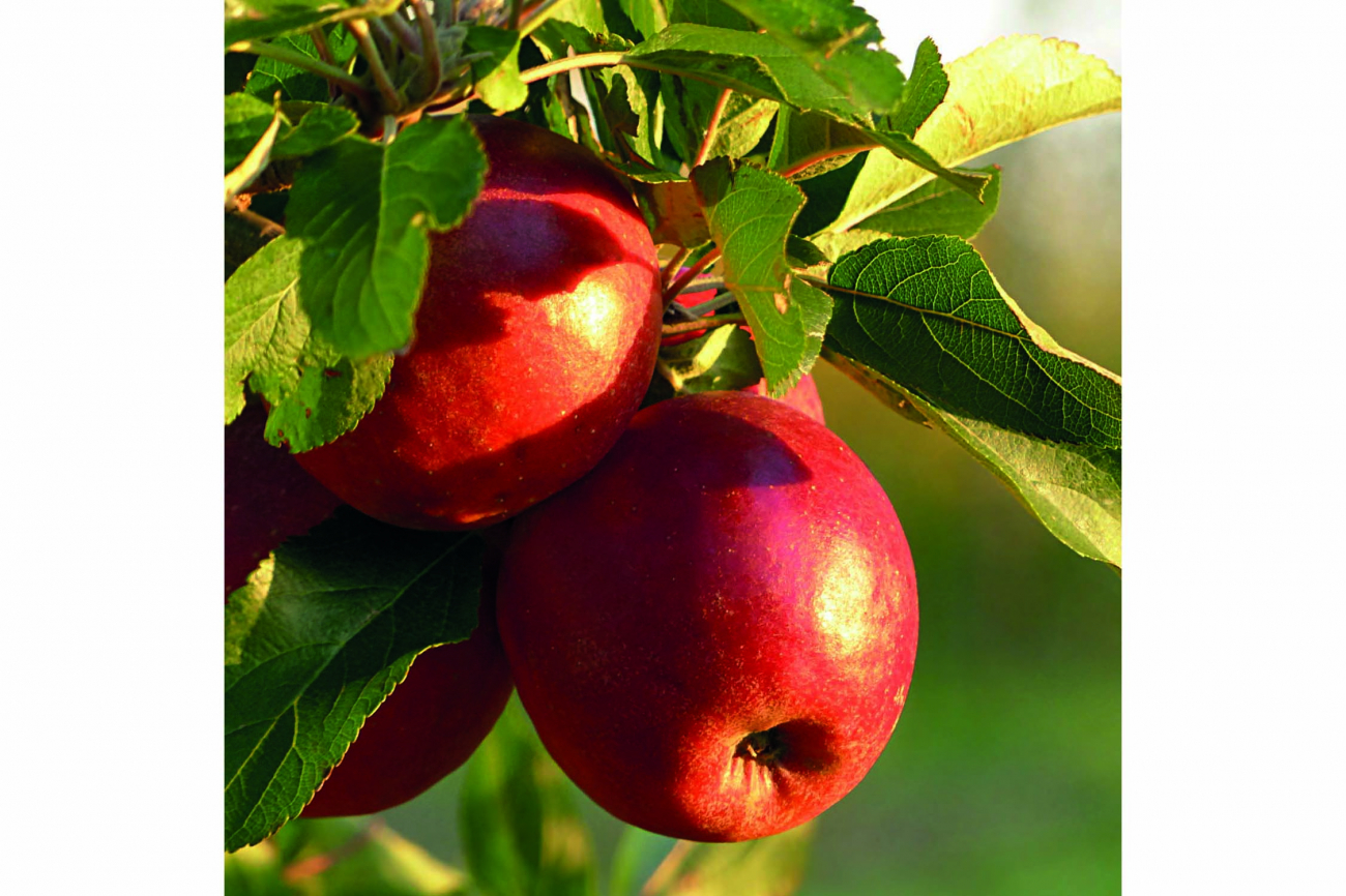 Apfel | PHBern