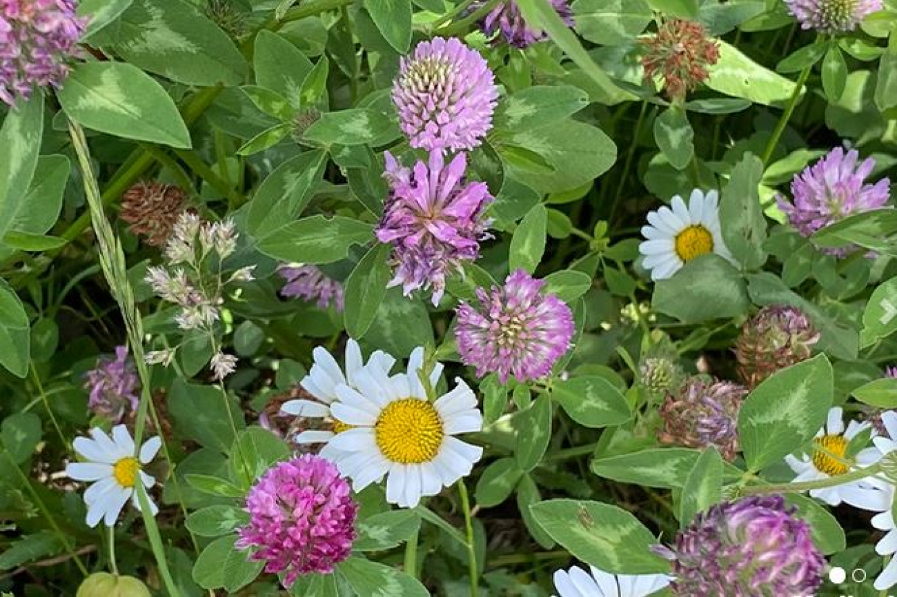 Heimische Pflanzen Arten und Vorkommen PHBern