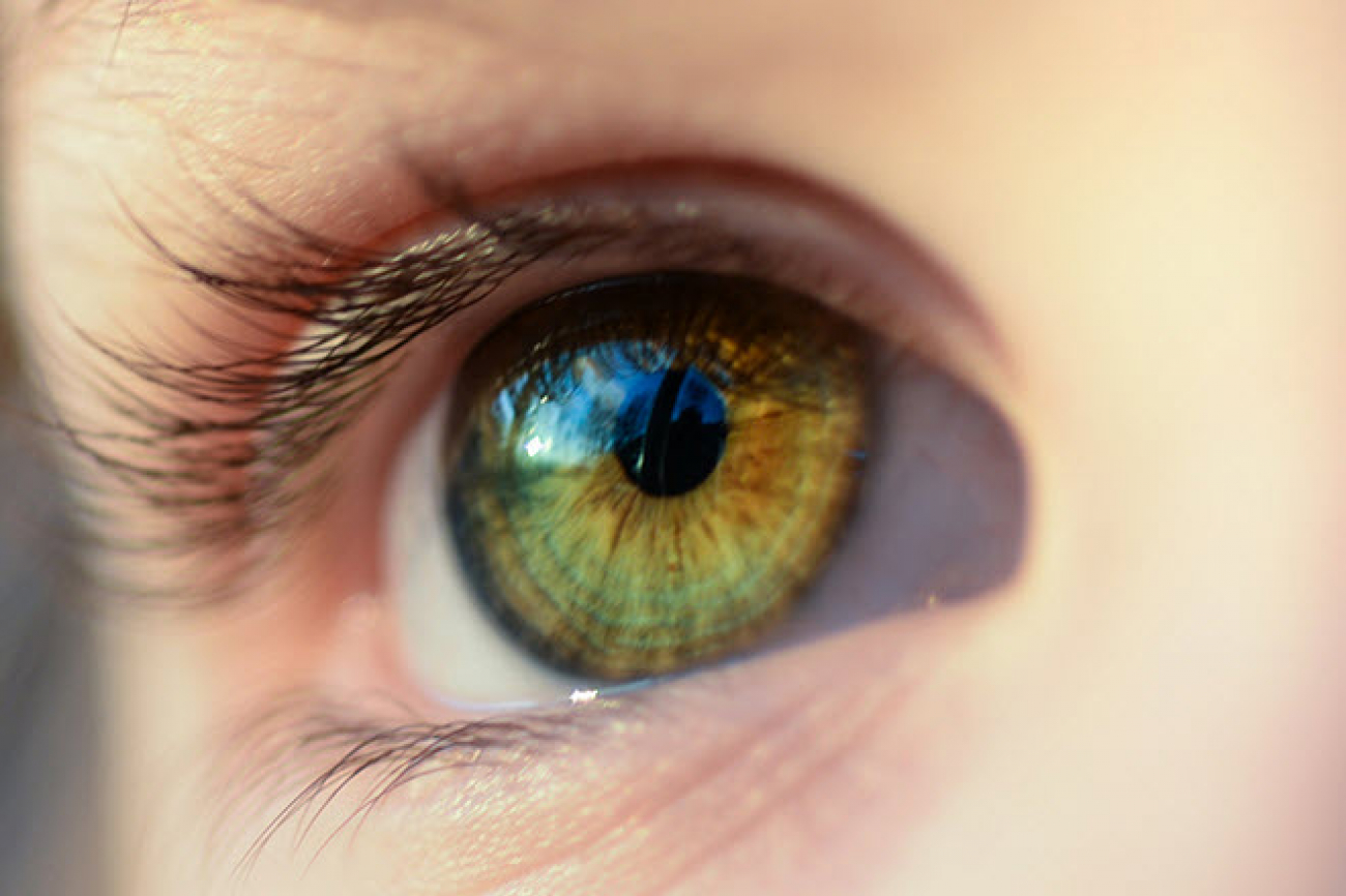 Auge Warum sehen wir PHBern