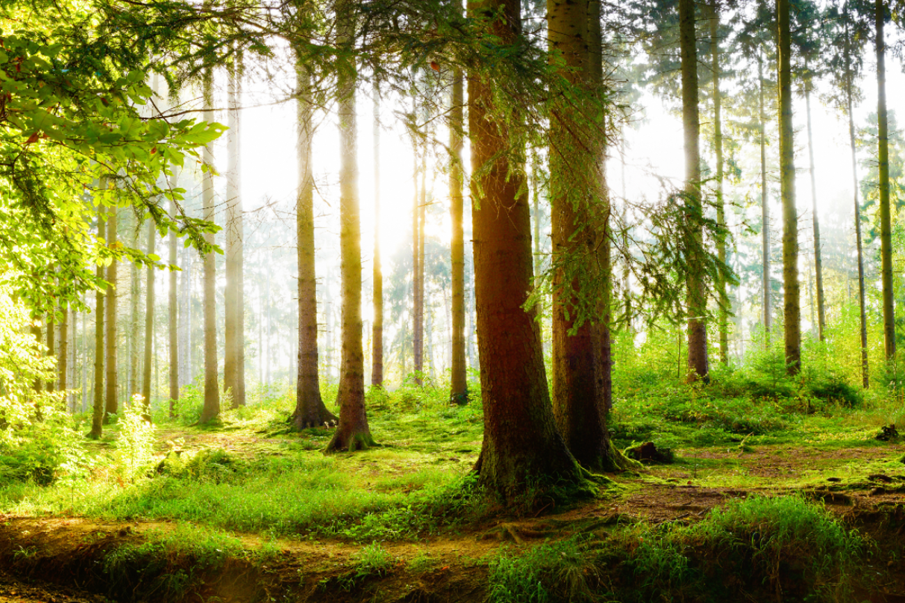 Vegatation und Klimawandel