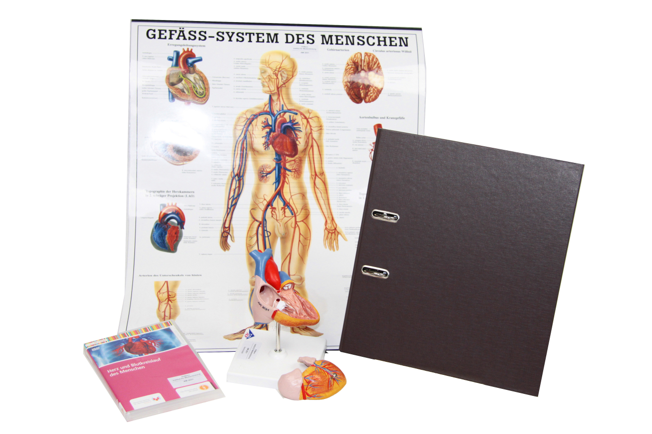 AM2031 Blut und Blutkreislauf