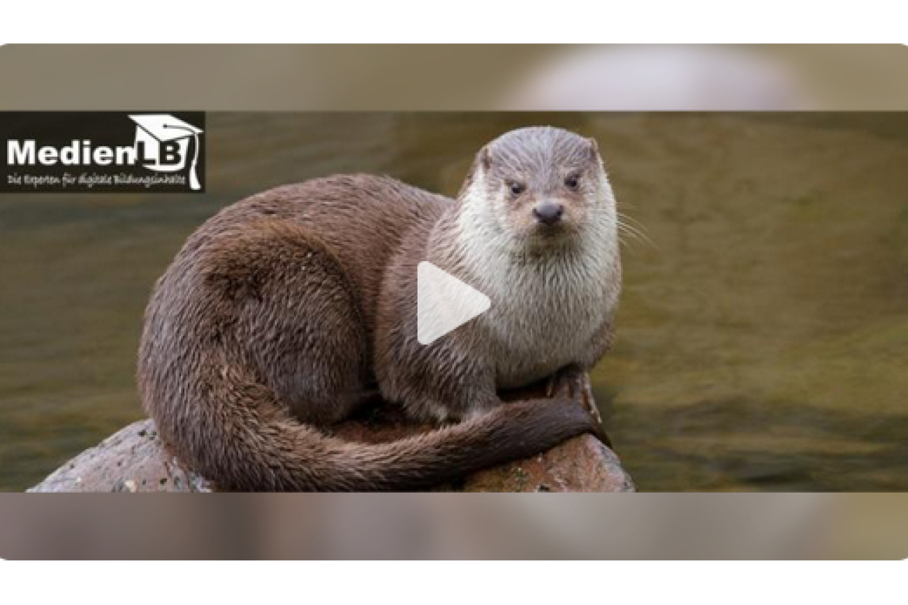 Online-Film_Fischotter