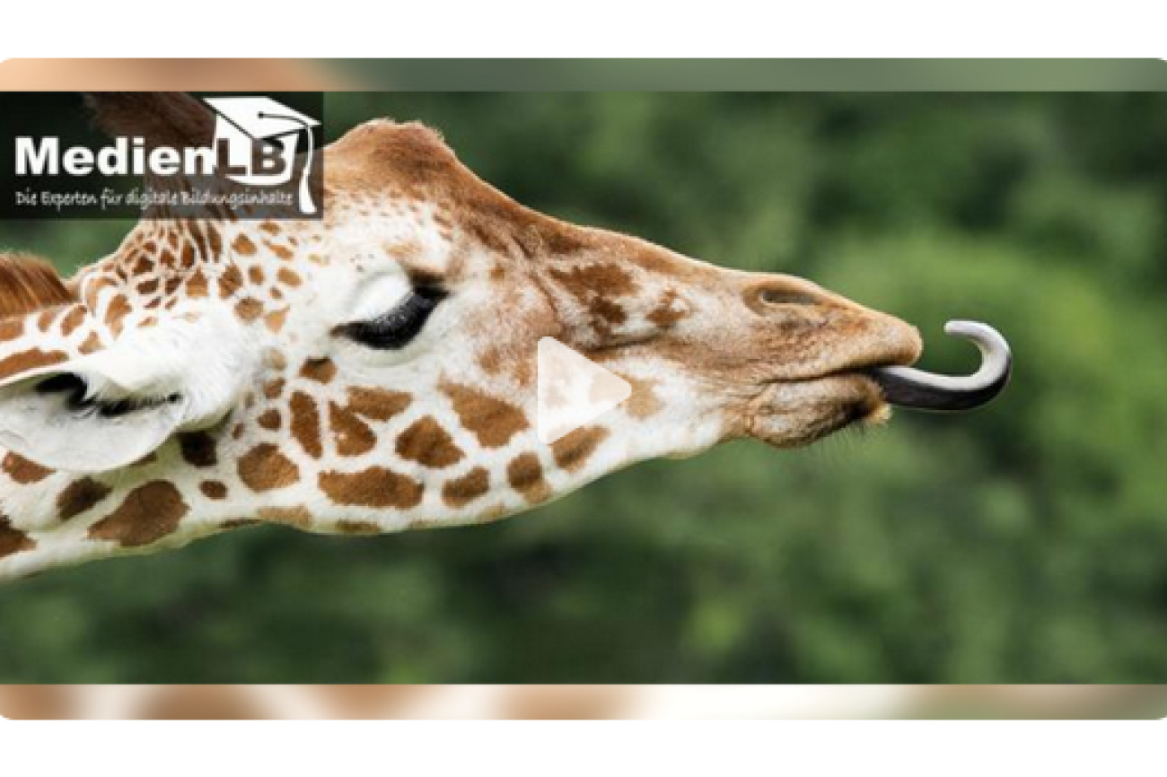 Online-Film_Giraffen