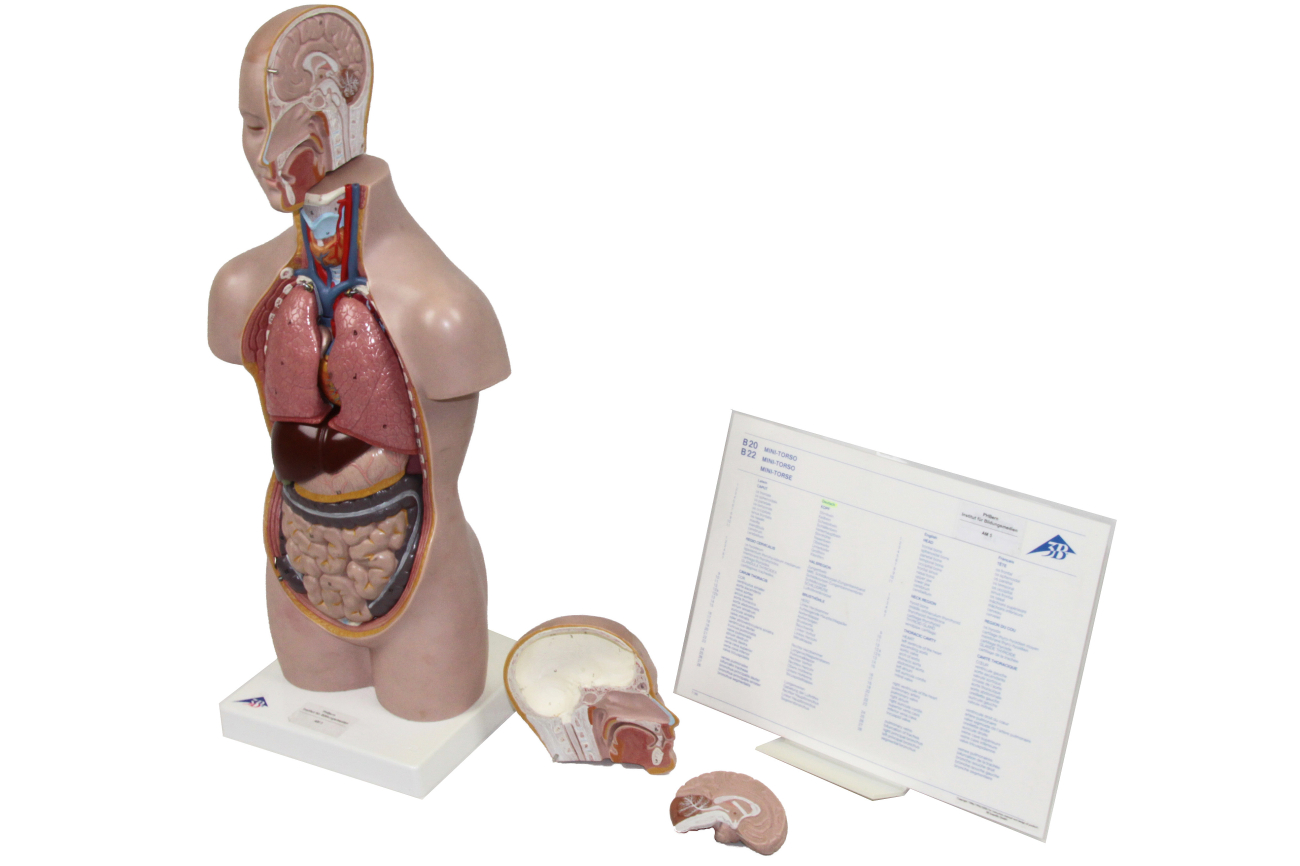 AM5 Mini-Torso mit Kopf