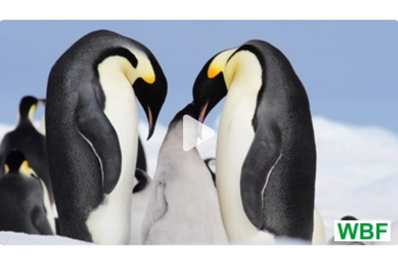 Online-Film_Antarktis-die_grösste_Eiswüste_der_Erde