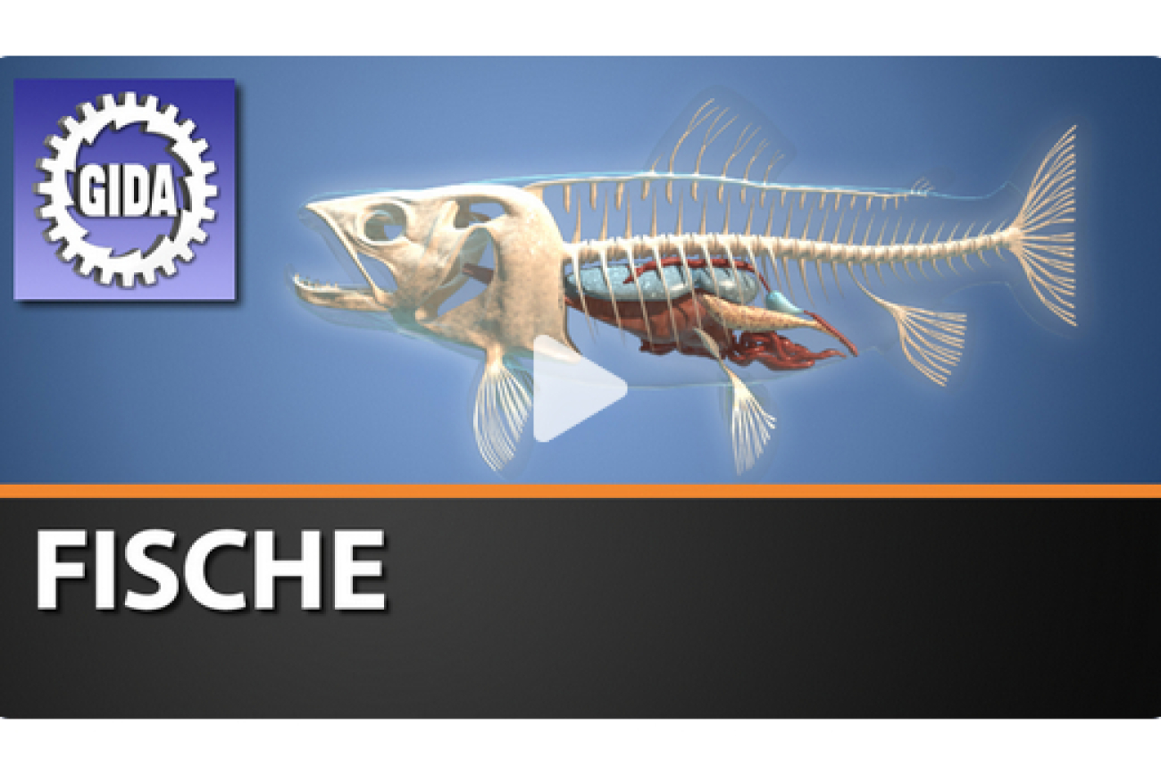 Online-Film_Fische