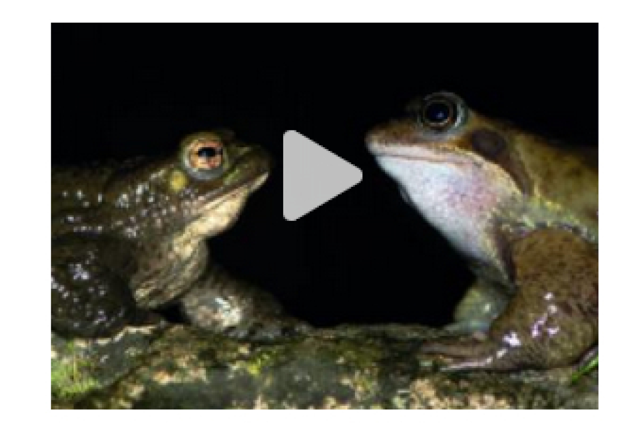 Online-Film_Frosch_und_Kröte