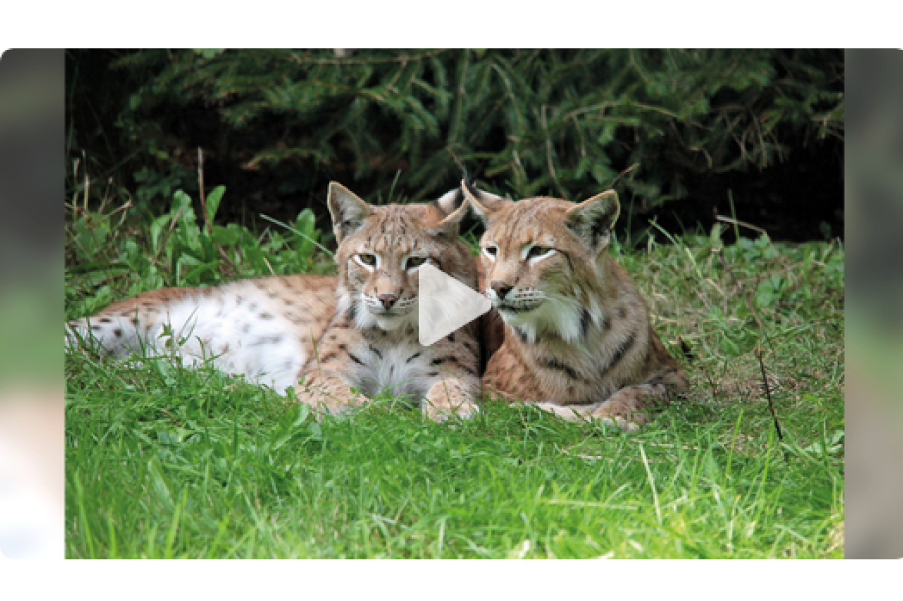 Online-Film_Luchs_und_Wildkatze