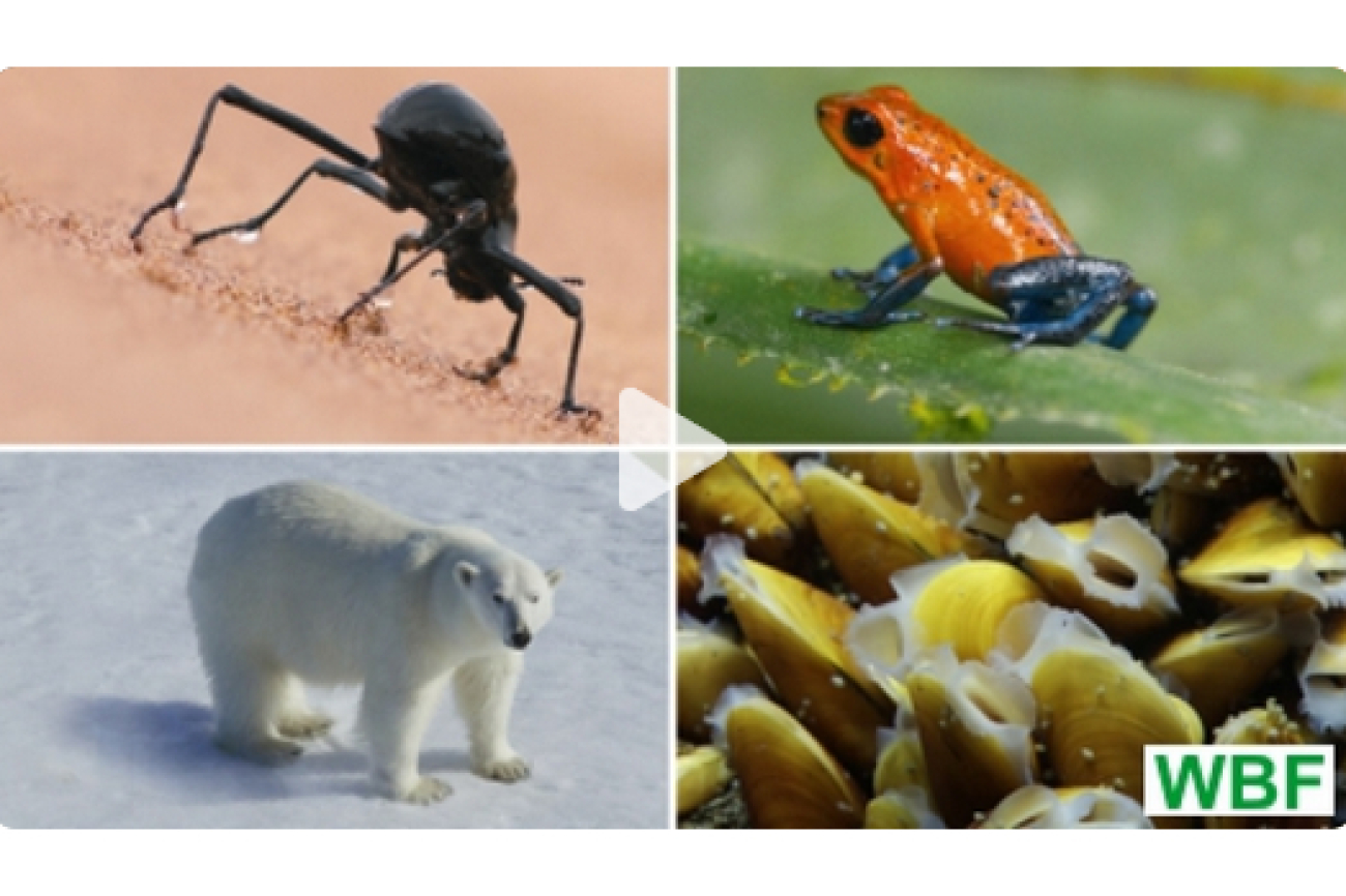 Online-Film_Überlebenstrategien_von_Tieren_in_extremen_Lebensräumen