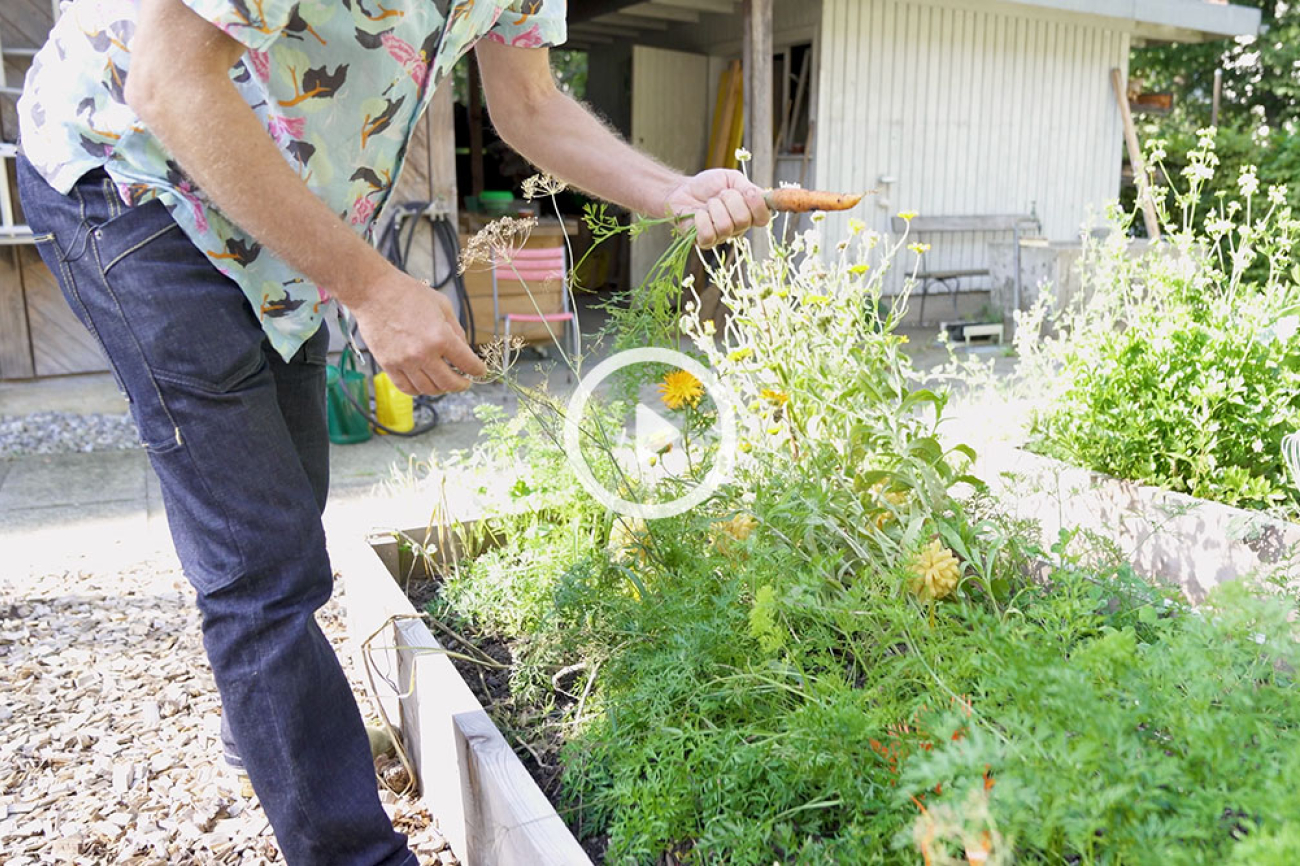 Jan Egger erntet ein Rüebli