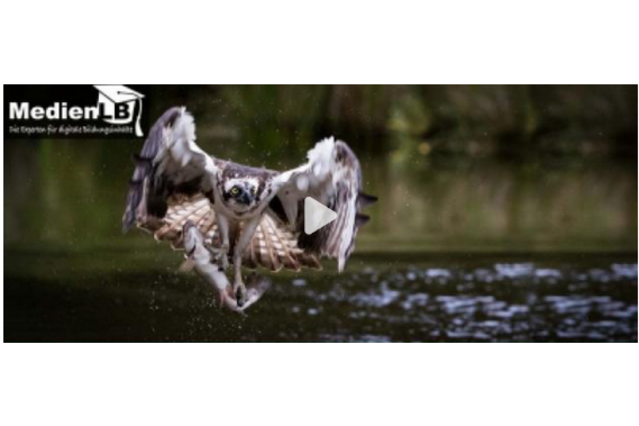 Greifvögel