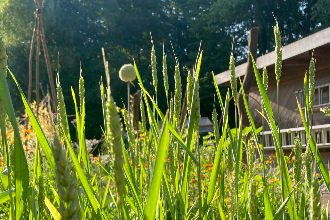 Impression Bildungsgarten