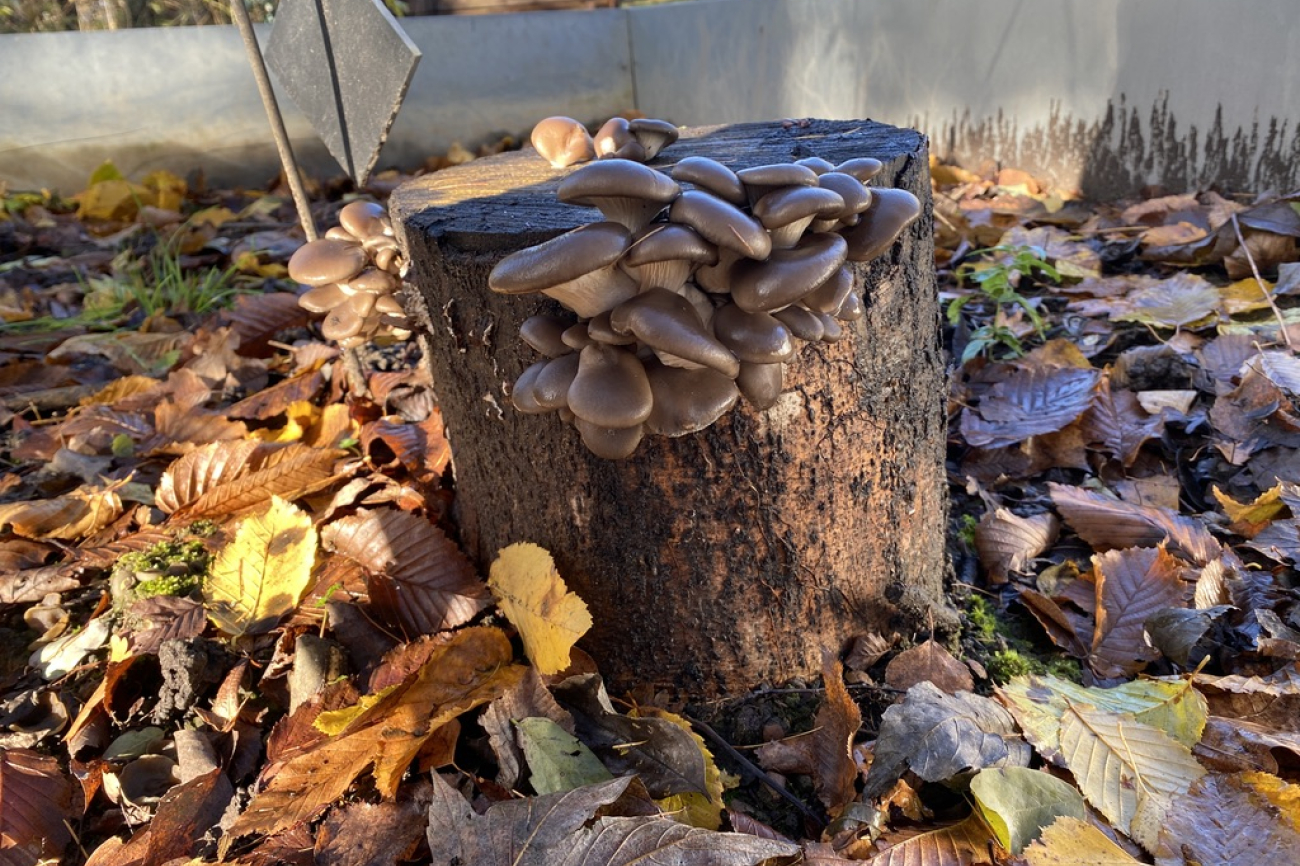 Pilze im Bildungsgarten