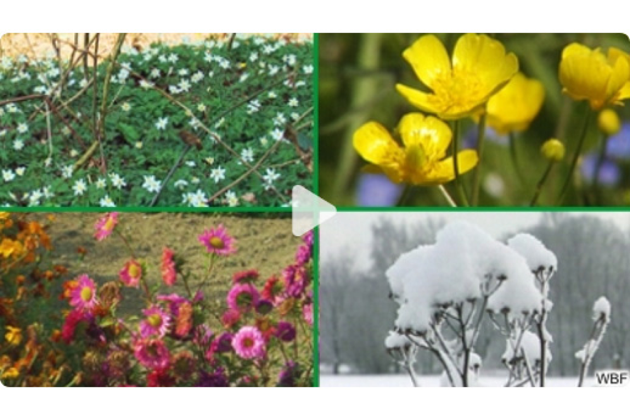 Online-Film_Das_Blumenjahr