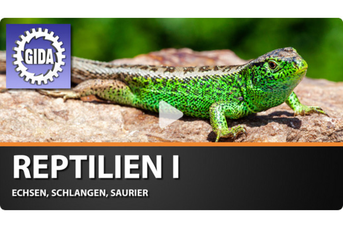 Online-Film_Reptilien_I