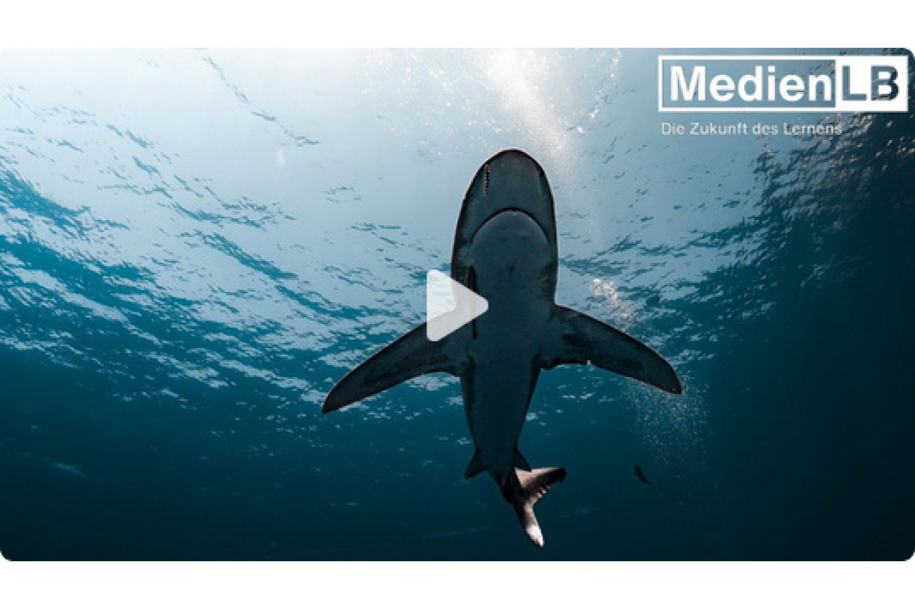 Online-Film_haie_und_andere_Knorpelfische