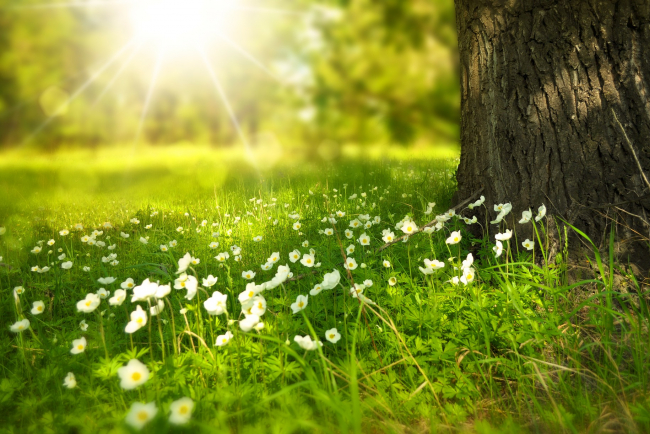 Eine grüne Wiese mit blühenden Blumen.