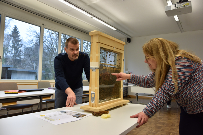 Oliver Schüpbach und Ruth Stettler beobachten die Bienen im Schaukasten.