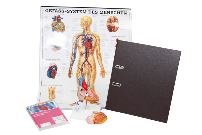 AM2031 Blut und Blutkreislauf