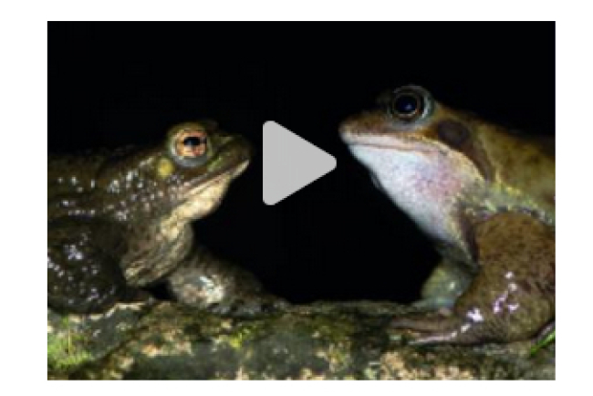 Online-Film_Frosch_und_Kröte