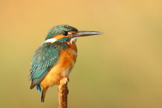 Vogel auf Ast