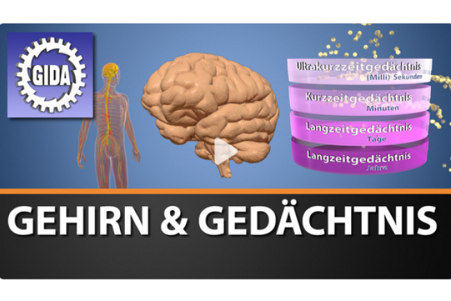 online-film_gehirn_und_gedaechtnis.jpg