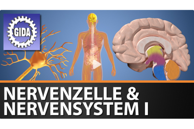 online-film_nervenzelle_und_nervensystem_i.jpg