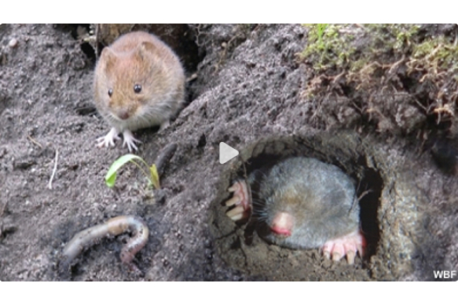 online-film_tiere_im_erdreich.jpg