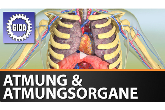 online-film_atmung_und_atmungsorgane.jpg 