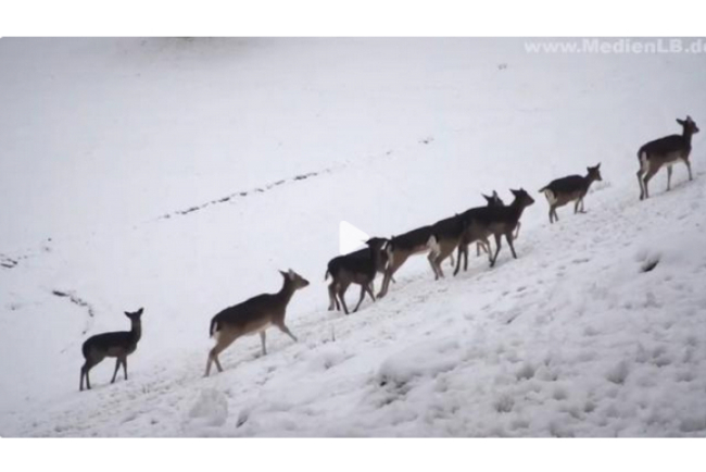 online-film_tiere_im_winter.jpg