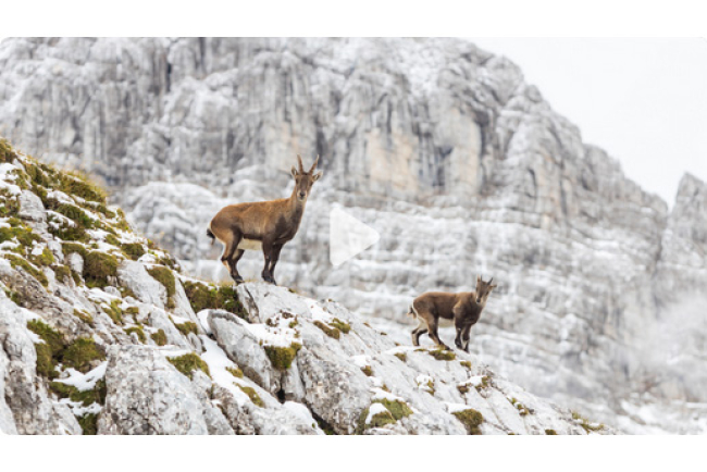 online-film_tiere_im_gebirge.jpg
