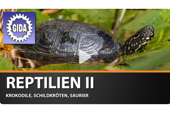 online-film_reptilien_2.jpg 