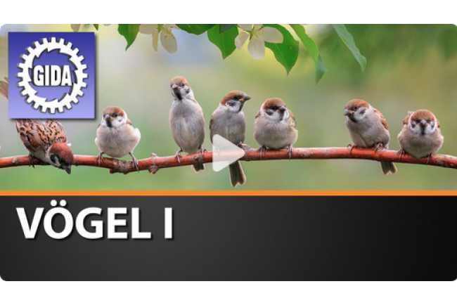 online-film_voegel_i.jpg 